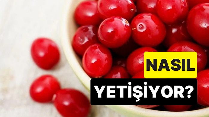 Nerede Yetiştiğini Biliyor muydunuz? Gerçeği Öğrenince Turna Yemişi Yemek İstemeyeceksiniz