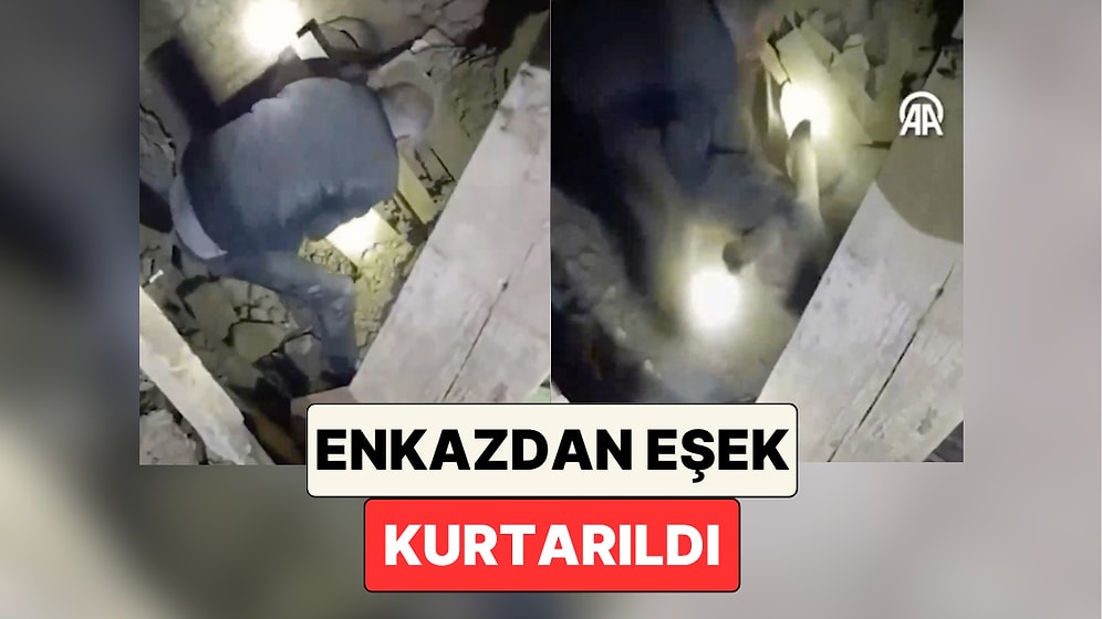 Balıkesir'de Meydana Gelen Depremde Enkaz Altında Kalan Bir Eşek Ekipler Tarafından Kurtarıldı