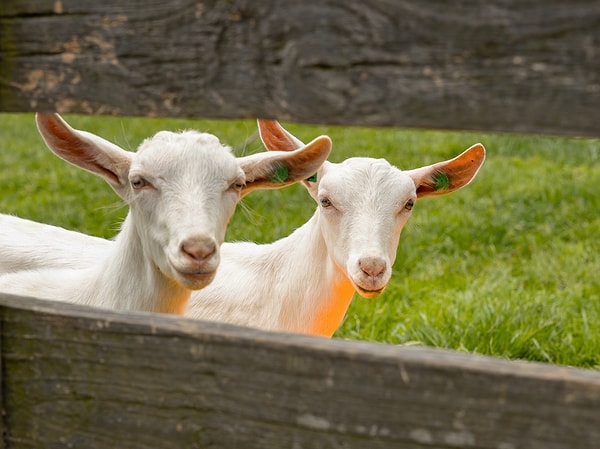 Keçi sütü, insan sütü oligosakkaritlerine (HMO) benzer olanlar da dahil olmak üzere, inek sütünden doğal olarak 6 kata kadar daha fazla oligosakkarit içeriyor.