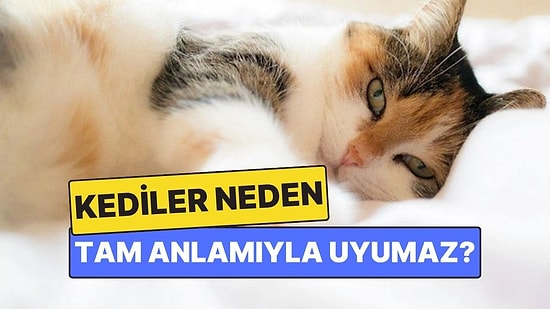 Kediler Neden Tam Anlamıyla Uyumaz?