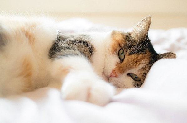 There are several reasons why cats roam around the house at the crack of dawn.