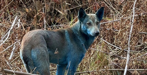 Bu görüntüler her ne kadar bir filmdenmiş gibi görünse de, bu köpekler aslında mutasyona uğramış değil, sadece kirlenmiş.