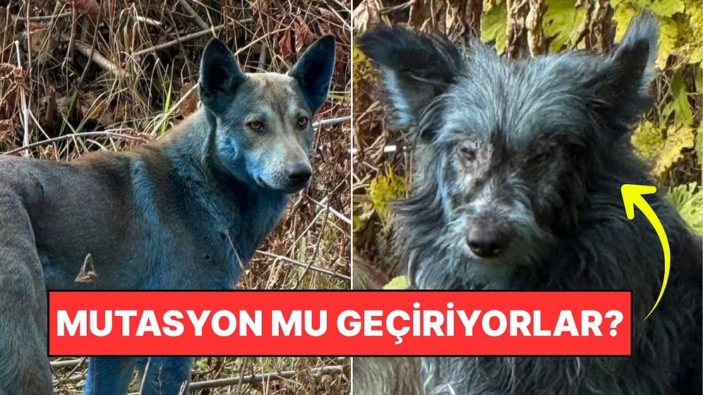 Mutasyon mu Geçiriyorlar? Çernobil'de Görülen Mavi Köpeklerin Sırrı Çözüldü