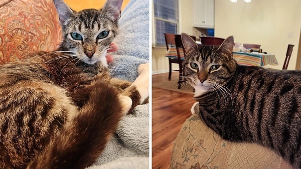 8. Yine bakışlarıyla üstünlük kuran bi' tekirle karşı karşıyayız...