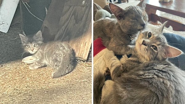 10. Kapanışımızı da bu dünyalar tatlısı değişimle yapalım! Ne diyorduk? Satın alma, sahiplen...