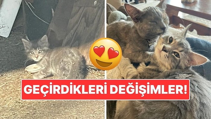 Sahiplendikleri Hayvanların Önceki ve Sonraki Hallerini Paylaşarak Kalp Isıtan Kullanıcılar