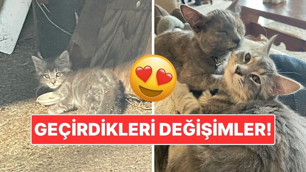 Sahiplendikleri Hayvanların Önceki ve Sonraki Hallerini Paylaşarak Kalp Isıtan Kullanıcılar