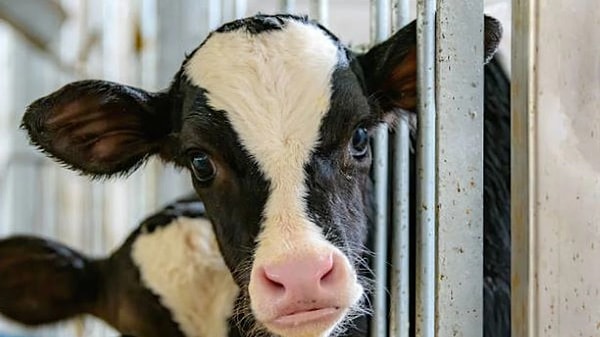 Deli dana hastalığı kabusu geri döndü! Ankara’dan sonra Bolu’da da deli dana vakası görüldü.