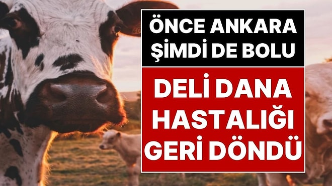 Deli Dana Kabusu Geri Döndü: Ankara’dan Sonra Bolu’da da Deli Dana Hastalığı Ortaya Çıktı