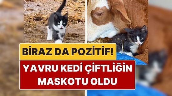 Biraz da Pozitif: Yavru Kedinin Çiftlikteki Yaramaz Halleri Kalpleri Eritti!