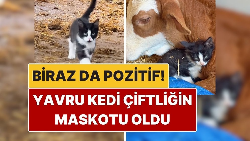 Biraz da Pozitif: Yavru Kedinin Çiftlikteki Yaramaz Halleri Kalpleri Eritti!