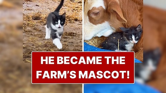 A Little Bit of Positivity: The Kitten's Playful Moments on the Farm Melted Hearts!