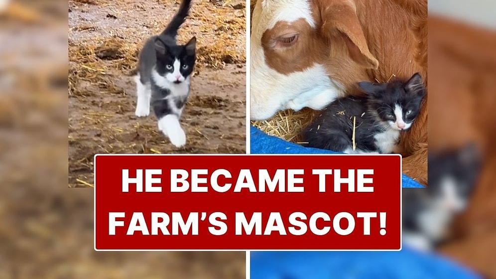 A Little Bit of Positivity: The Kitten's Playful Moments on the Farm Melted Hearts!