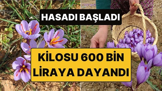Pek Çok Sektörde Kullanılıyor: Kilosu 600 Bin TL'ye Yükselen "Altınla Yarışan" Baharat