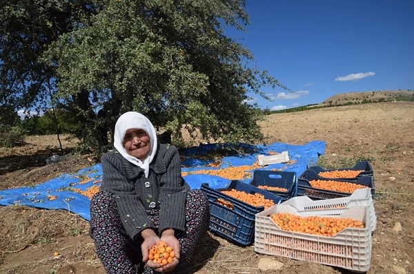 Hem meyvesi hem sirkesi kışın tüketilebilir.