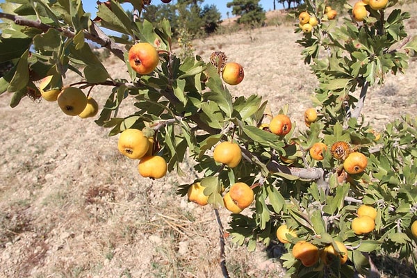 Alıç Meyvesinin Faydaları