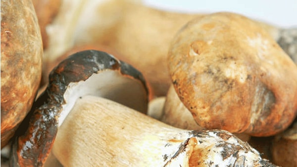 Kilosu bin liraya ulaşıyor: Sedir Mantarı artık ihracat ürünü.