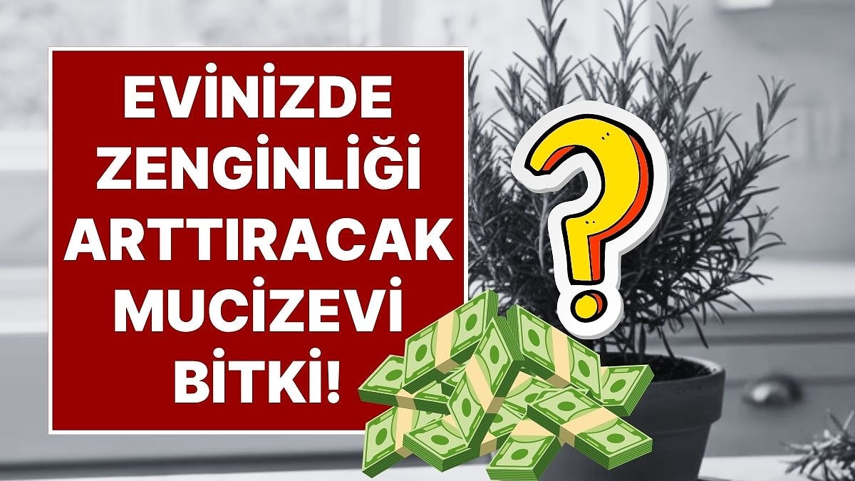 Evinizin Girişine Koyun, Şans ve Para Kazanın! Biberiyenin Feng Shui&apos;deki Mucizevi Yeri