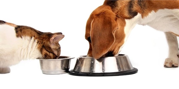 10. Paslanmaz Çelik Mama ve Su Kapları