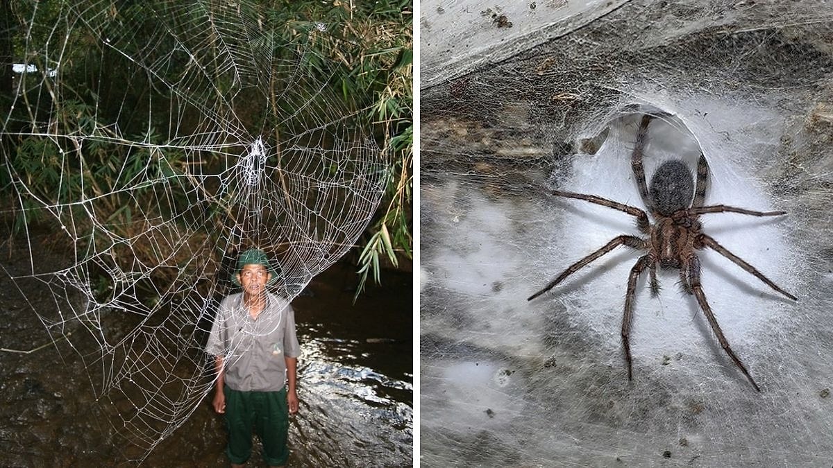 111 Bin Örümcek Aynı Yerde Yaşıyor! Bir Mağarada 100 Metrekarelik Dev Örümcek Ağı Keşfedildi