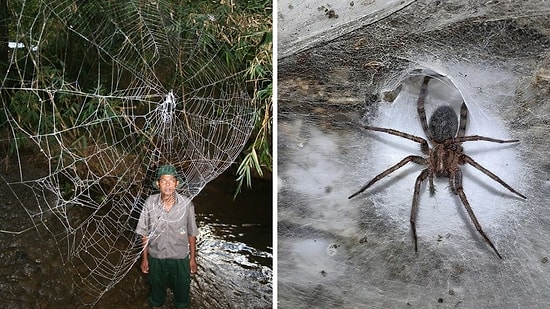 111 Bin Örümcek Aynı Yerde Yaşıyor! Dünyanın En Büyük Örümcek Ağı Bulundu