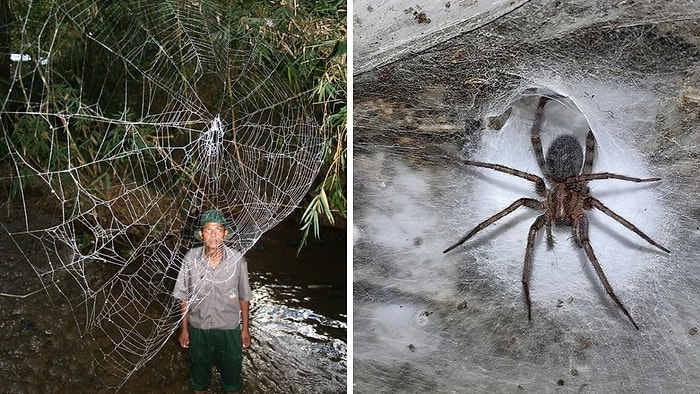111 Bin Örümcek Aynı Yerde Yaşıyor! Dünyanın En Büyük Örümcek Ağı Bulundu