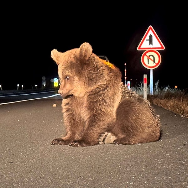 Kars’ın Sarıkamış ilçesinde vatandaşlar, yol kenarında bitkin halde yatan bir bozayı yavrusu fark etti.