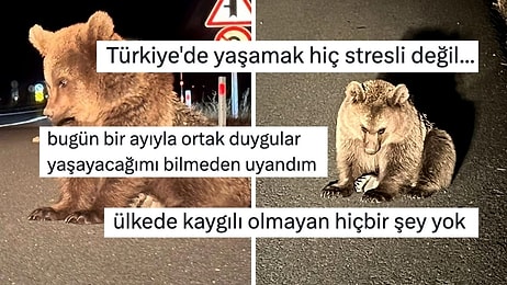 Kars'ta Yol Kenarında Bitkin Halde Bulunan Bozayı Yavrusu Kullanıcıların Yüreğini Dağladı