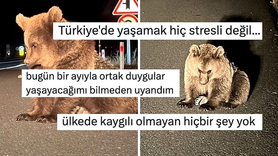 Kars'ta Yol Kenarında Bitkin Halde Bulunan Bozayı Yavrusu Kullanıcıların Yüreğini Dağladı