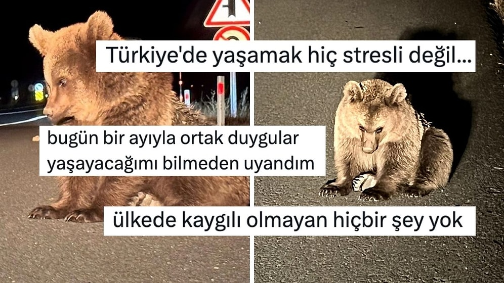 Kars'ta Yol Kenarında Bitkin Halde Bulunan Bozayı Yavrusu Kullanıcıların Yüreğini Dağladı