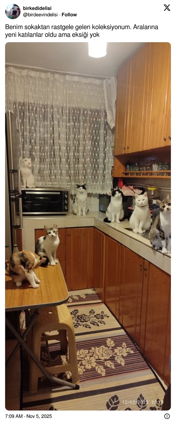 Farkındaysanız kameraya bakmayan tek kedide sarmanlık var... Ne diyebiliriz ki hiç şaşırtmıyorlar.