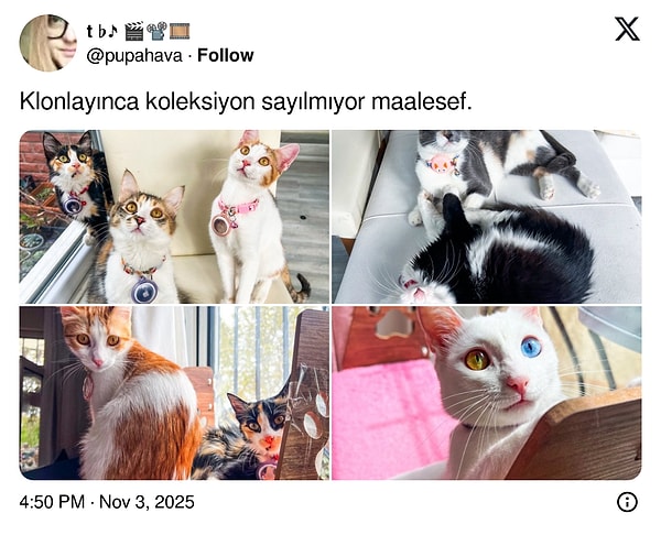 "Boncuk gözlü" tanımının TDK'deki karşılıkları!