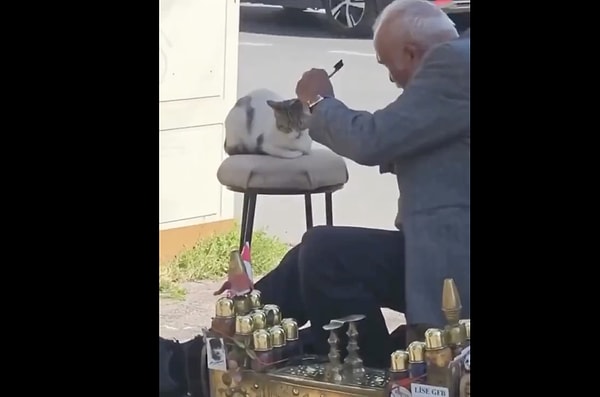 İstanbul değil "Catstanbul"