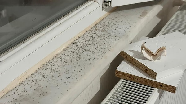 Gaziantep'in kırsal mahalleleri başta olmak üzere birçok noktasında yoğun bir şekilde görülen sinekler nedeniyle vatandaşlar kapı ve pencerelerini açamaz duruma geldi.