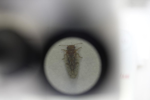 Gaziantep Üniversitesi Biyoloji Bölümü Öğretim Üyesi Doç. Dr. Mehmet Yaran, sıcaklıklar düşmediği için sineklerin aktivasyon dönemlerinin uzadığına dikkati çekti.