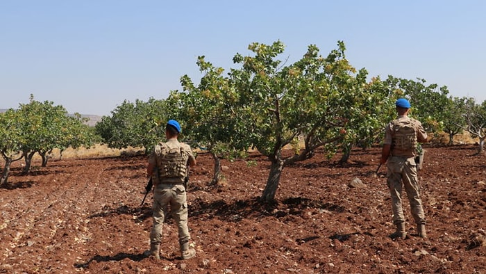 Üç Kilosu Bir Daire Değerinde! İşte Askerlerin Başında Sabah Akşam Nöbet Tuttuğu O Tarlalar
