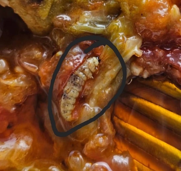 Muğla Eğitim ve Araştırma Hastanesi’nde 12 Kasım 2025 Çarşamba personele sunulan bamya yemeğinin içinden kurt çıktığı iddia edildi.