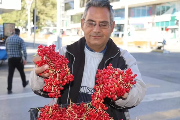 Erzincan’ın yüksek rakımlı bölgelerinde sonbaharda hasadı yapılan gilaburu, kırmızı taneleriyle tezgâhlarda kendini gösteriyor.