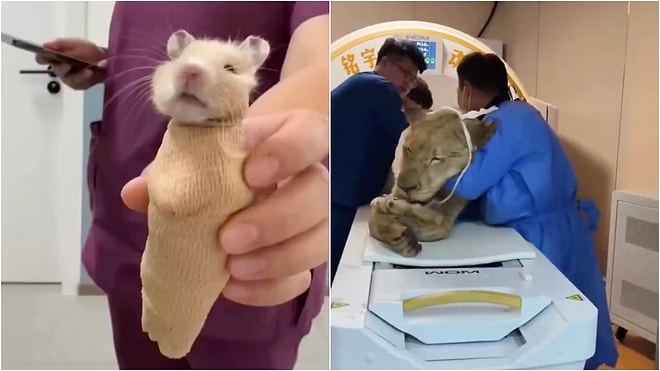 A Different Method for Each Animal When Animals Enter the MRI Machine