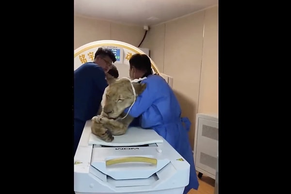 So, is MRI harmful for animals?