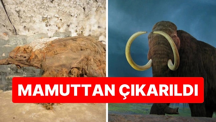 40 Bin Yıllık Sır Çözüldü: Dünyanın En Eski RNA’sı Yünlü Mamuttan Çıkarıldı