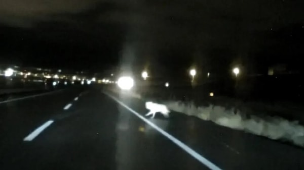 Kars'ta etkili olan kar yağışı nedeniyle aç kalan bir kurt sürüsü şehir merkezine indi.