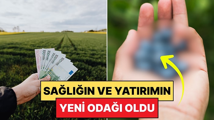 Yulaf Kaselerinin Gözdesi: Tarımda Gün Geçtikçe Değeri Artan Meyve Belli Oldu