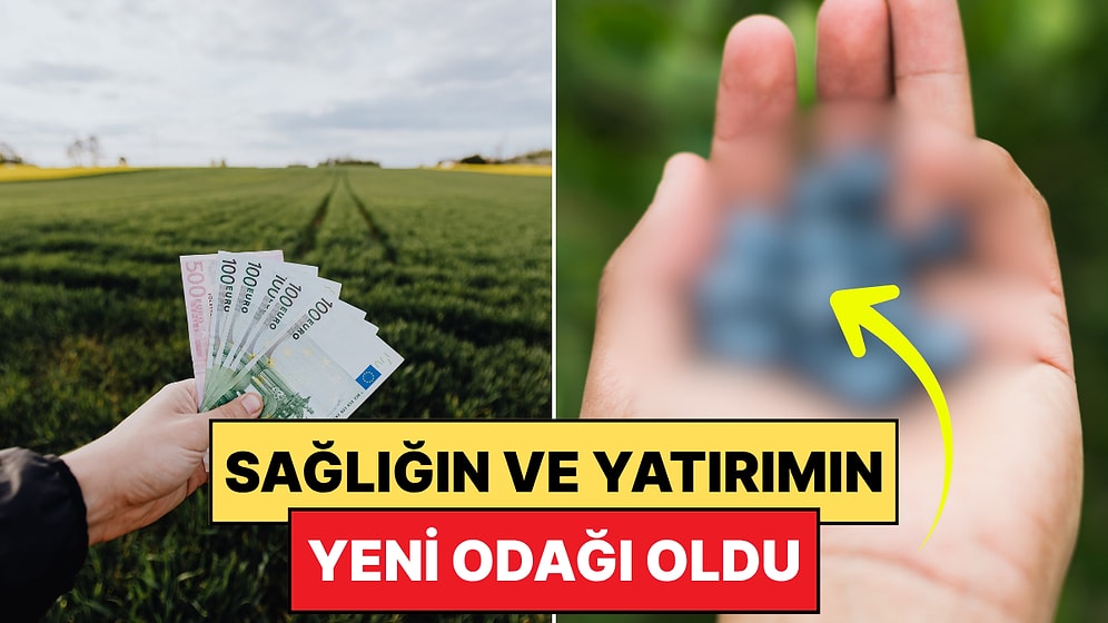 Yulaf Kaselerinin Gözdesi: Tarımda Gün Geçtikçe Değeri Artan Meyve Belli Oldu