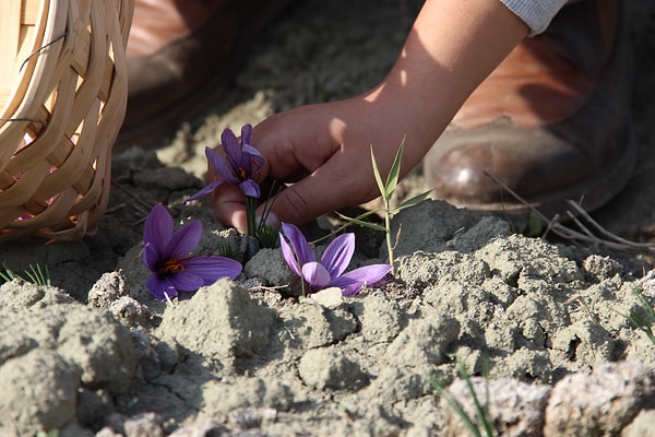 “Anadolu safranın gramı 750-800 TL civarında”
