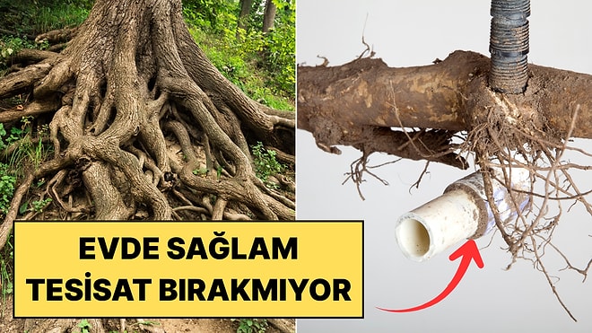 Aman Dikkat, Borulara Kadar İnebilir: Evinizin Yanına Dikilmemesi Gereken Ağaçlar