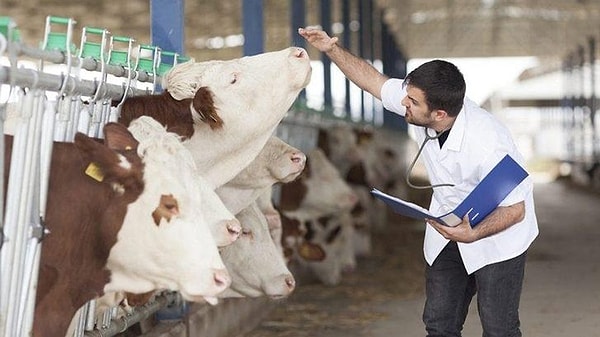 Şap hastalığı nedir, insanlara bulaşır mı?