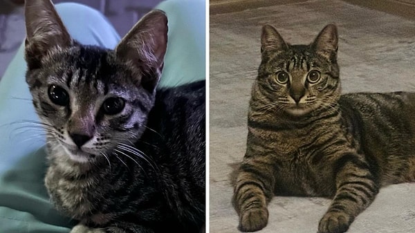 3. Kedilerin kamera açtığınız anda bi' anda şapşal bakışlar atmaları... Her şeyi anlıyorlar ancak vergi vermemek için konuşmuyorlar.