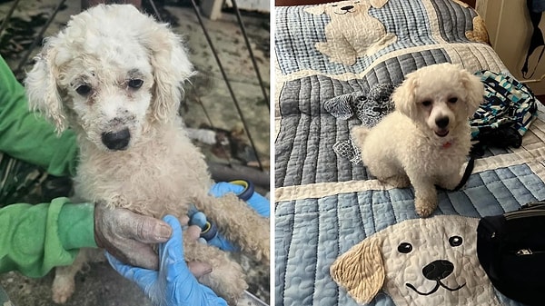 8. Bırakıp gittiğin o yavruya dön bak bi' şimdi!