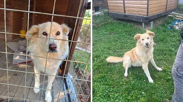 10. Barınaktan sahiplenilen bu tüylü dostumuzun şimdilerde dünyada cenneti yaşadığına eminiz!